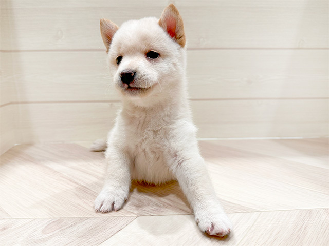 東京都の豆柴 (ペッツファースト豊洲店/2024年9月4日生まれ/女の子/白)の子犬