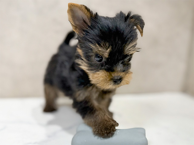 ヨークシャーテリア 原宿店 │ペッツファースト公式サイト