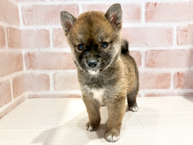 神奈川県の豆柴 (ペッツファースト横浜元町店/2024年9月8日生まれ/男の子/赤)の子犬