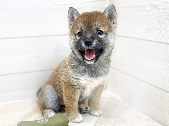 埼玉県の豆柴 (ペッツファーストレイクタウン店/2024年9月8日生まれ/女の子/赤)の子犬