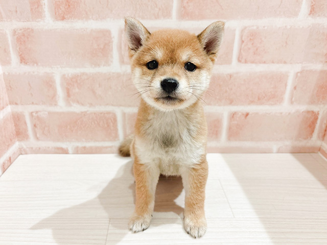 東京都の豆柴 (ペッツファースト自由が丘店/2024年9月5日生まれ/女の子/赤)の子犬