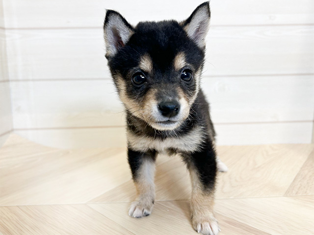 愛知県の豆柴 (ペッツファースト大高店/2024年9月10日生まれ/男の子/黒)の子犬