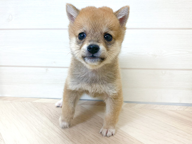 大阪府の豆柴 (ペッツファーストららぽーと門真店/2024年9月10日生まれ/男の子/赤)の子犬