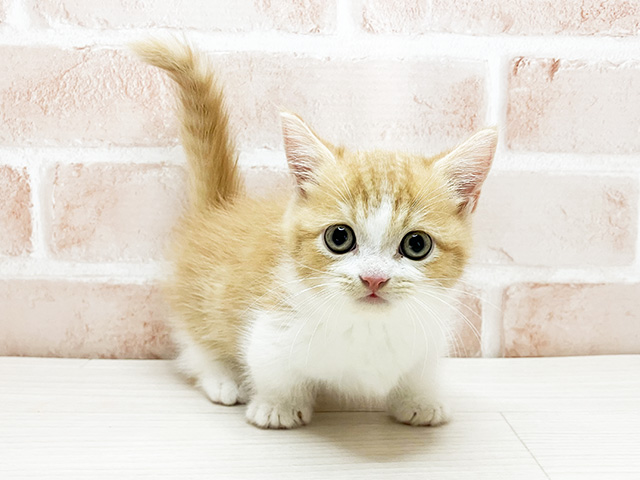 東京都のマンチカン (ペッツファースト町田店/2024年9月9日生まれ/男の子/レッドタビーホワイト)の子猫