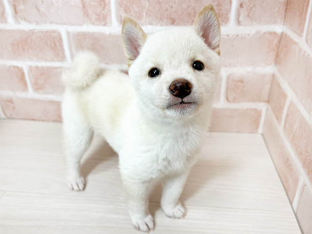 静岡県の豆柴 (ペッツファースト富士南店/2024年9月7日生まれ/男の子/白)の子犬