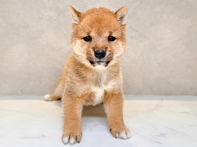 埼玉県の豆柴 (ペッツファースト川口店/2024年9月11日生まれ/男の子/赤)の子犬