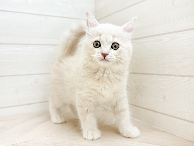 羊毛フェルト　猫　ラグドールちゃん Yahoo!オークション - nenneco. ラグドール 羊毛フェルト 成猫