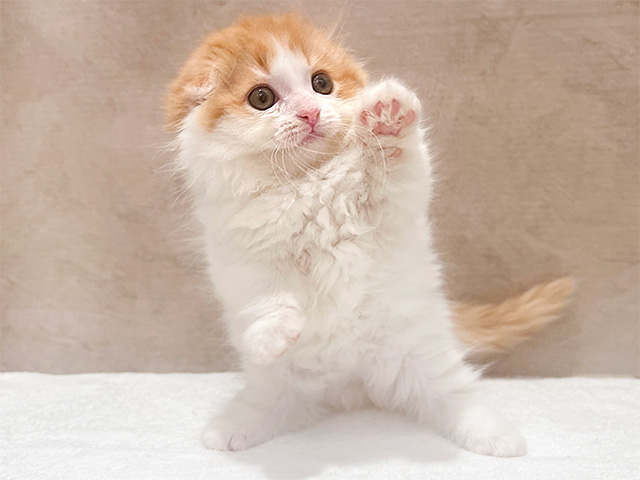 東京都のマンチカン (ペッツファースト青山店/2024年9月12日生まれ/女の子/レッドホワイト)の子猫