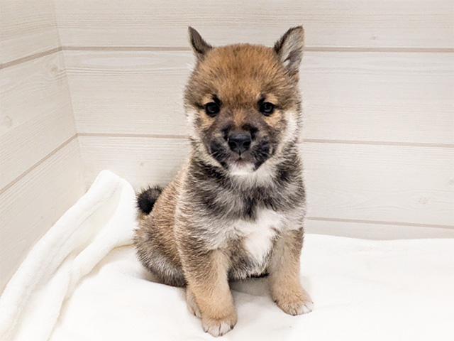 広島県の豆柴 (ペッツファースト広島府中店/2024年9月15日生まれ/男の子/赤)の子犬