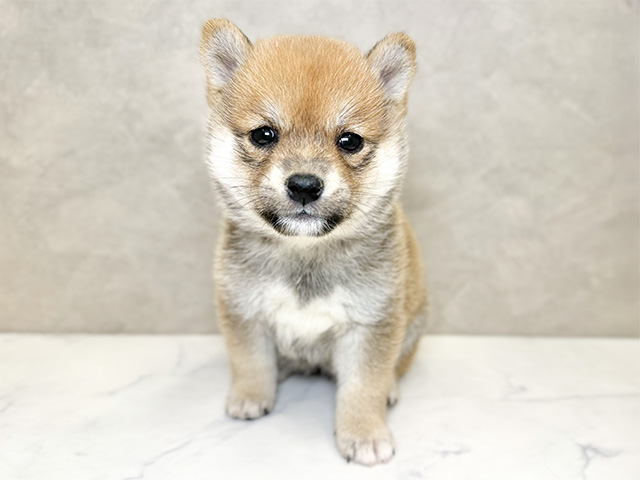 埼玉県の豆柴 (ペッツファーストPETEMOレイクタウンmori店/2024年9月15日生まれ/女の子/赤)の子犬