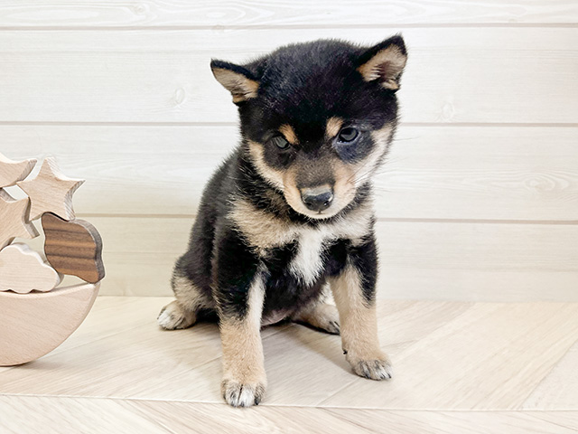 神奈川県の豆柴 (ペッツファースト大和鶴間店/2024年9月14日生まれ/女の子/黒)の子犬