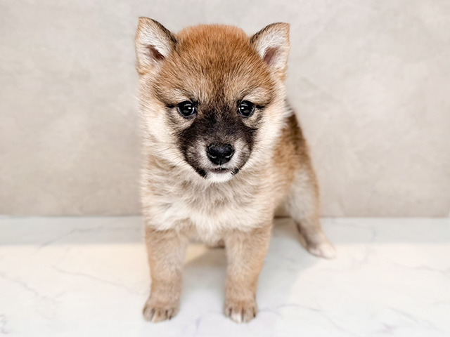 埼玉県の豆柴 (ペッツファースト川口店/2024年9月16日生まれ/女の子/赤)の子犬