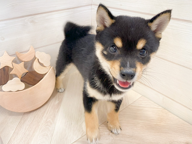 埼玉県の豆柴 (ペッツファーストふじみ野店/2024年9月11日生まれ/女の子/黒)の子犬