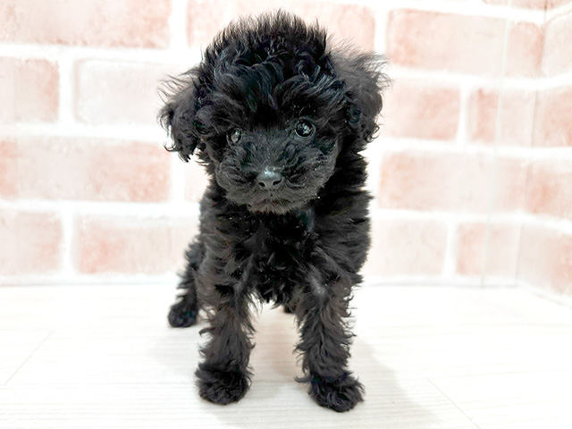 東京都のタイニープードル (ペッツファースト新宿店/2024年9月19日生まれ/女の子/ブラック)の子犬