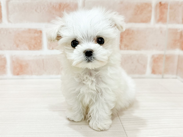 東京都のマルチーズ (ペッツファースト新宿店/2024年9月10日生まれ/男の子/ホワイト)の子犬