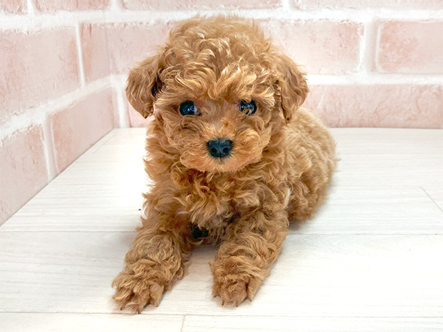 東京都のタイニープードル (ペッツファースト町田店/2024年9月16日生まれ/女の子/アプリコット)の子犬