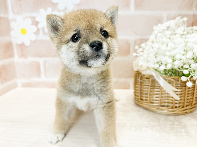 福岡県の豆柴 (ペッツファースト筑紫野店/2024年9月18日生まれ/男の子/赤)の子犬