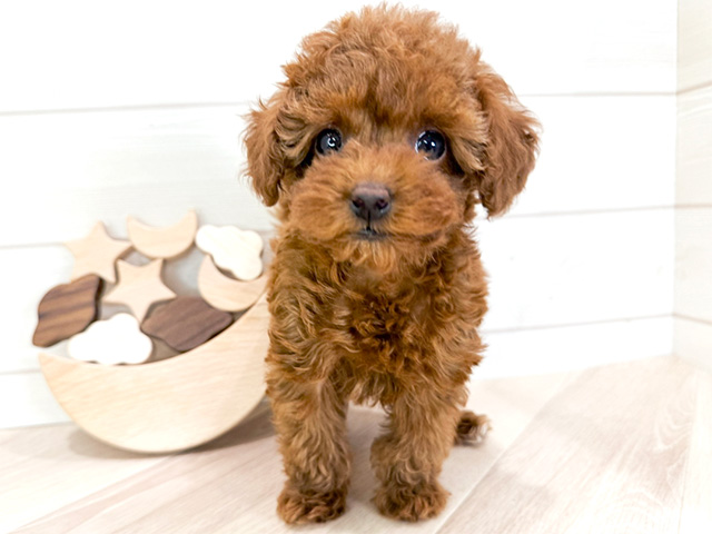 群馬県のタイニープードル (ペッツファースト高崎店/2024年9月22日生まれ/女の子/レッド)の子犬