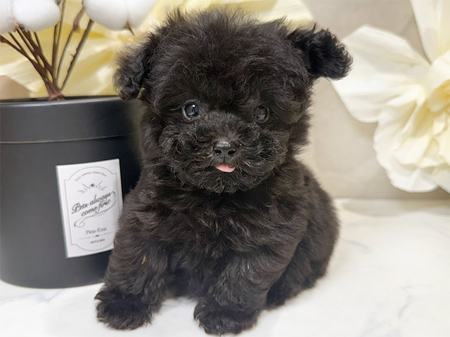 東京都のタイニープードル (ペッツファースト原宿店/2024年9月24日生まれ/男の子/ブラック)の子犬