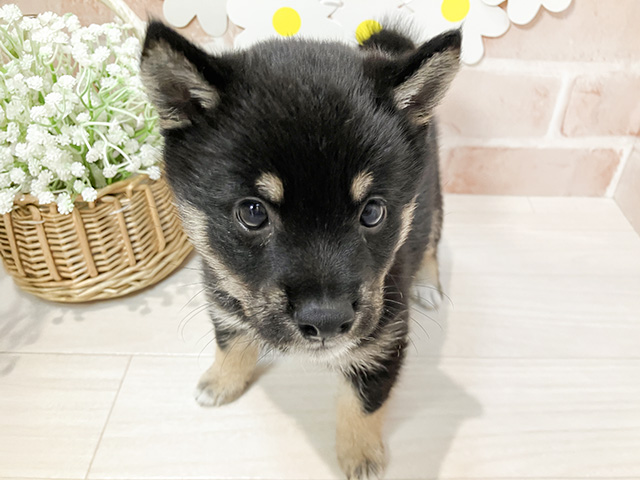 静岡県の豆柴 (ペッツファースト富士南店/2024年9月20日生まれ/男の子/黒)の子犬