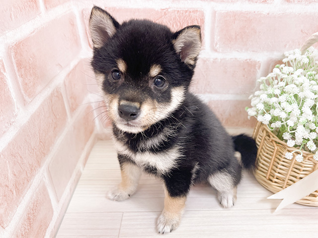 福岡県の豆柴 (ペッツファースト直方店/2024年9月20日生まれ/男の子/黒)の子犬