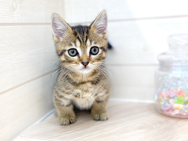 埼玉県のマンチカン (ペッツファーストレイクタウン店/2024年9月22日生まれ/男の子/ブラウンタビー)の子猫