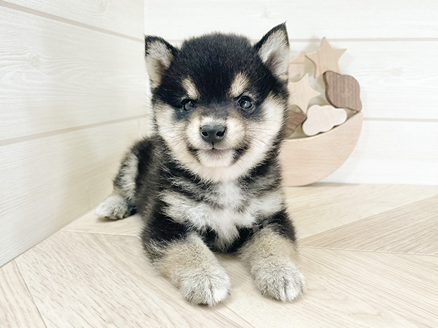 千葉県の豆柴 (ペッツファーストららぽーとTOKYO-BAY店/2024年9月20日生まれ/男の子/黒)の子犬