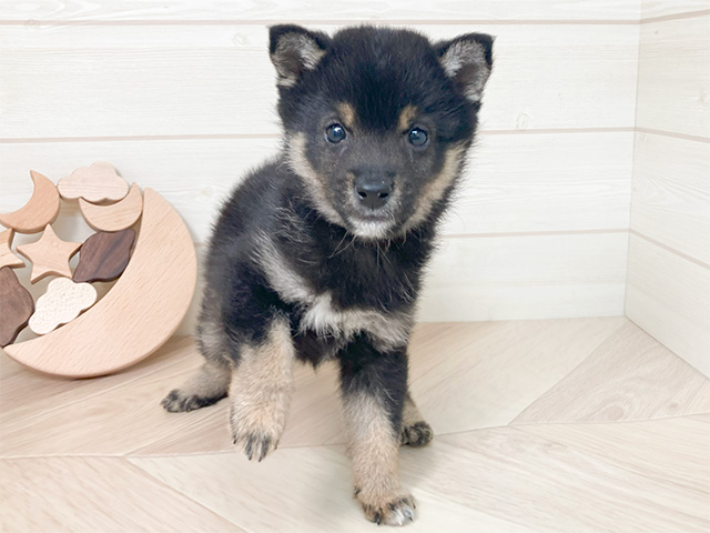 鳥取県の豆柴 (ペッツファースト日吉津店/2024年9月20日生まれ/男の子/黒)の子犬