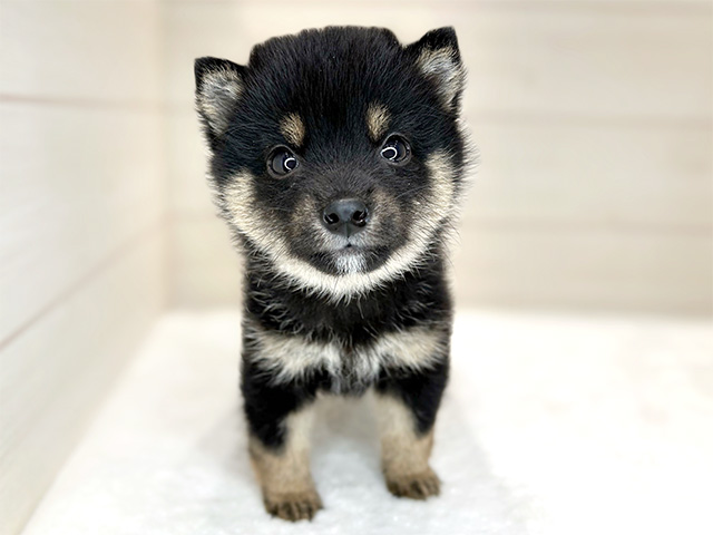 東京都の豆柴 (ペッツファースト麻布十番店/2024年9月22日生まれ/男の子/黒)の子犬