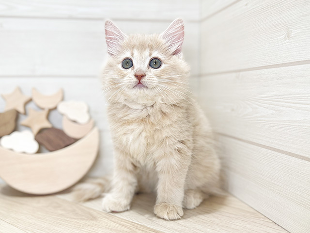 大阪府のサイベリアン (ペッツファースト梅田店/2024年9月24日生まれ/男の子/クリームタビー)の子猫