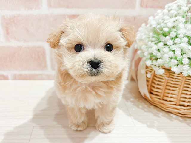 ファームDOG(*^^*) image+(10).jpg