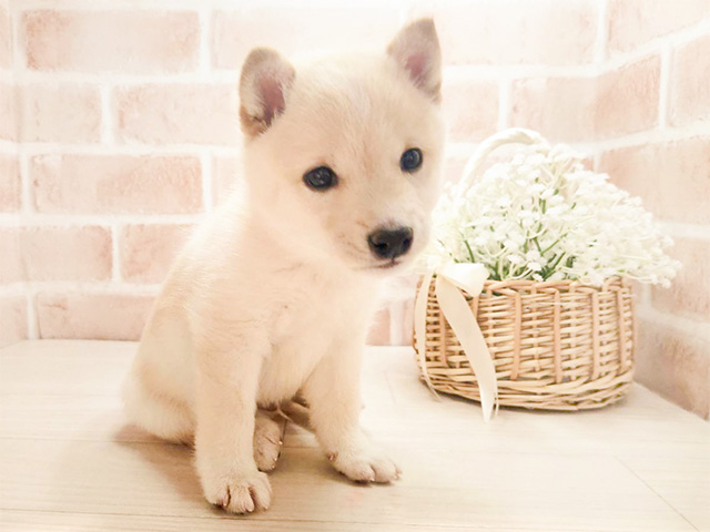 東京都の豆柴 (ペッツファースト町田店/2024年9月27日生まれ/男の子/白)の子犬