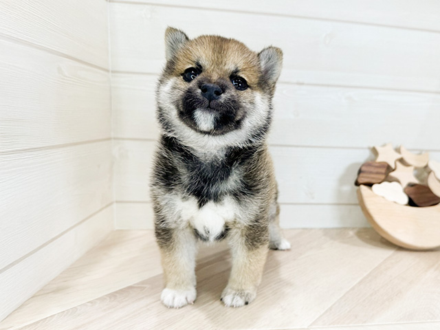 群馬県の豆柴 (ペッツファースト高崎店/2024年9月28日生まれ/女の子/赤)の子犬