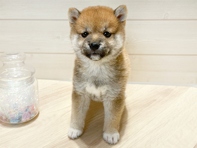 大阪府の豆柴 (ペッツファーストららぽーと門真店/2024年9月28日生まれ/女の子/赤)の子犬