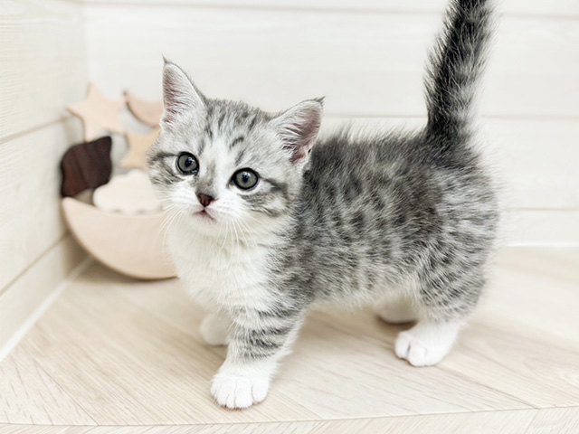 東京都のマンチカン (ペッツファーストfor cats武蔵小山店/2024年9月30日生まれ/男の子/ブルータビーホワイト)の子猫