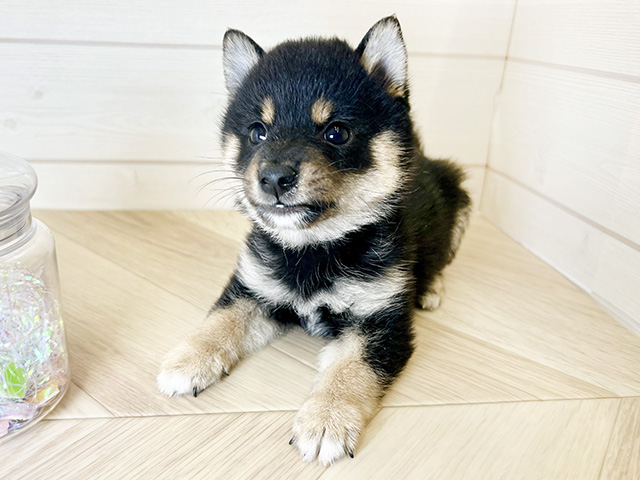 愛知県の豆柴 (ペッツファースト大高店/2024年10月1日生まれ/男の子/黒)の子犬