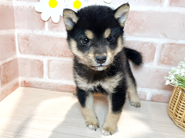 東京都の豆柴 (ペッツファースト武蔵小山店/2024年10月1日生まれ/男の子/黒)の子犬