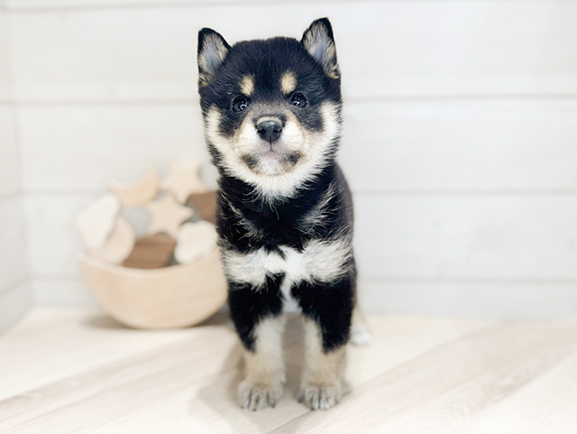 群馬県の豆柴 (ペッツファースト高崎店/2024年9月30日生まれ/男の子/黒)の子犬