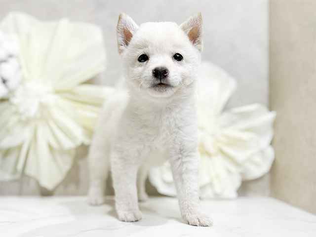 茨城県の豆柴 (ペッツファースト土浦店/2024年10月1日生まれ/男の子/白)の子犬