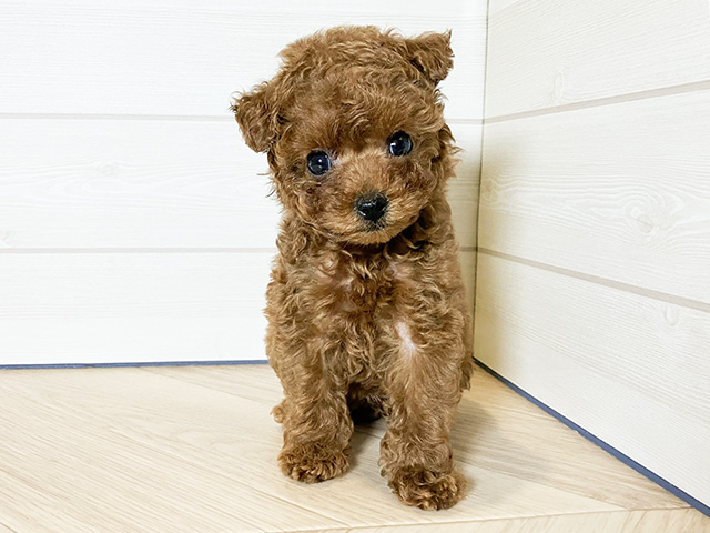 神奈川県のタイニープードル (ペッツファースト川崎店/2024年10月2日生まれ/女の子/レッド)の子犬