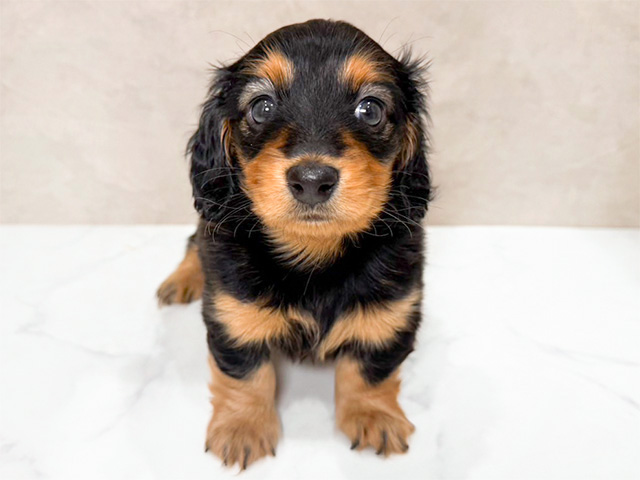 ミニチュアダックスフンド 難波店 │ペッツファースト公式サイト