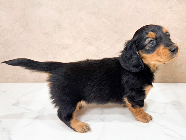 ミニチュアダックスフンド 難波店 │ペッツファースト公式サイト