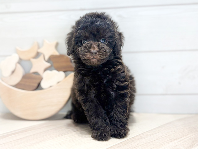 群馬県のタイニープードル (ペッツファースト高崎店/2024年10月5日生まれ/男の子/ブラウン)の子犬