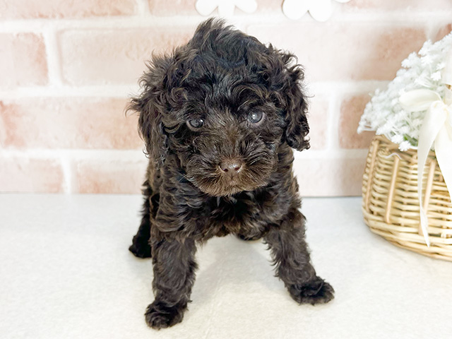 東京都のタイニープードル (ペッツファーストお台場店/2024年10月5日生まれ/女の子/ブラウン)の子犬