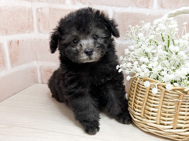 東京都のタイニープードル (ペッツファースト町田店/2024年10月7日生まれ/男の子/シルバー)の子犬