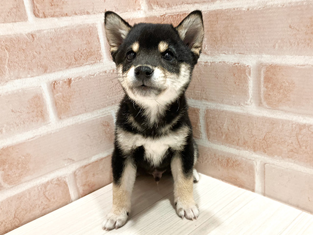 東京都の豆柴 (ペッツファースト町田店/2024年10月5日生まれ/男の子/黒)の子犬