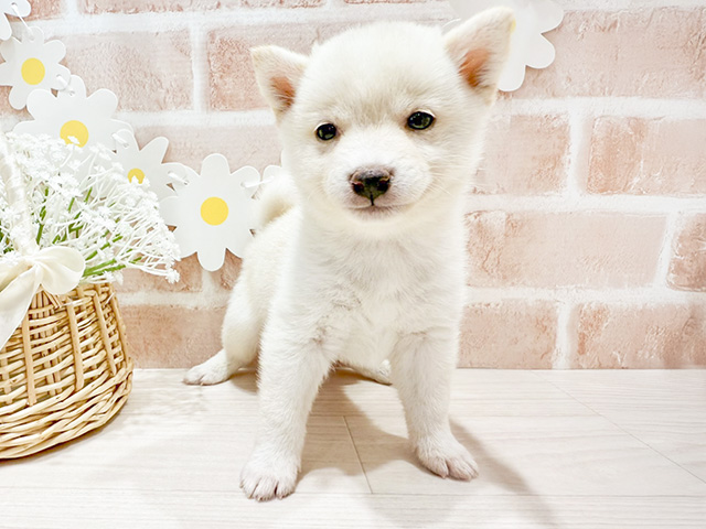 大阪府の豆柴 (ペッツファースト茨木店/2024年10月3日生まれ/男の子/白)の子犬