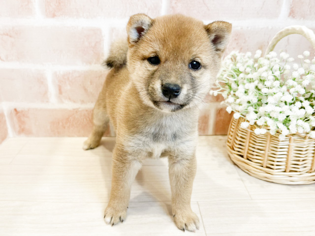 東京都の豆柴 (ペッツファースト広尾店/2024年10月9日生まれ/男の子/赤)の子犬