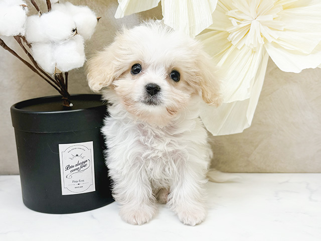 ミックス PETEMOレイクタウンmori店 │ペッツファースト公式サイト