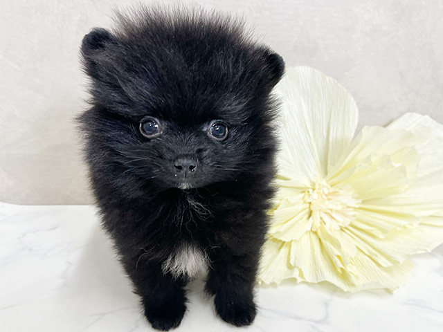 ポメラニアン 茶屋町店 │ペッツファースト公式サイト